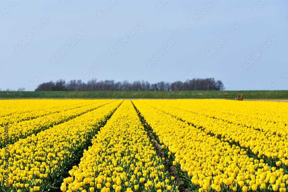 Julianadorp, Netherlands, April 2022. Blooming tulips, hyacinths and daffodils in the bulb fields around Julianadorp.