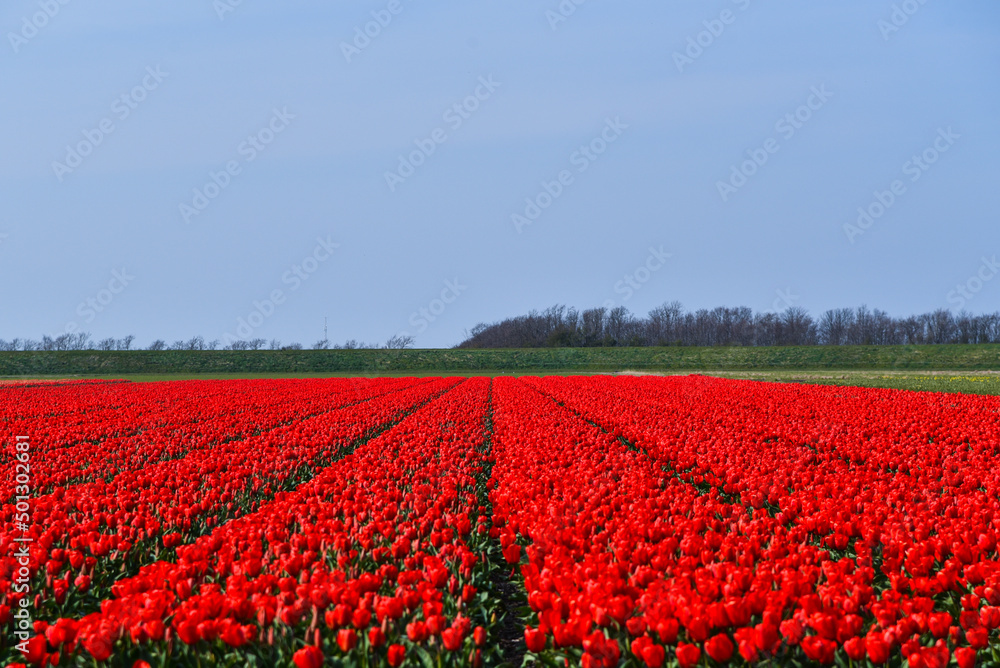 Julianadorp, Netherlands, April 2022. Blooming tulips, hyacinths and daffodils in the bulb fields around Julianadorp.