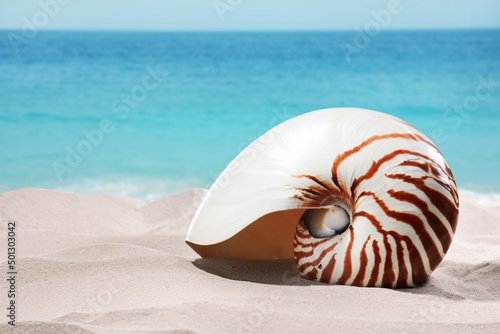 Nautilus shell on sandy beach near ocean