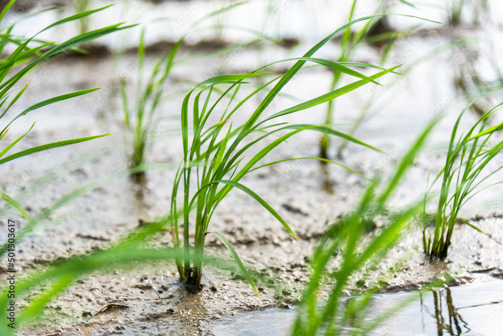 Obraz premium Seedlings planted in spring. Paddy fields in Shangyuan Rice Field Park, Chashan, Dongguan, Guangdong, China.