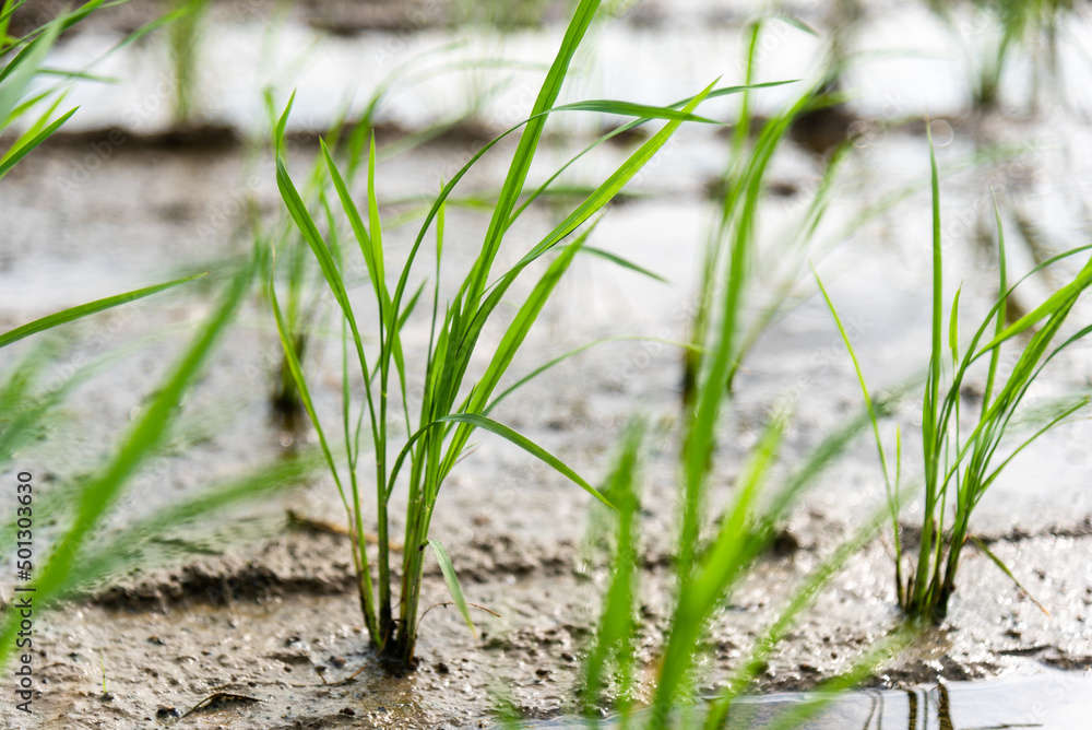 Fototapeta premium Seedlings planted in spring. Paddy fields in Shangyuan Rice Field Park, Chashan, Dongguan, Guangdong, China.