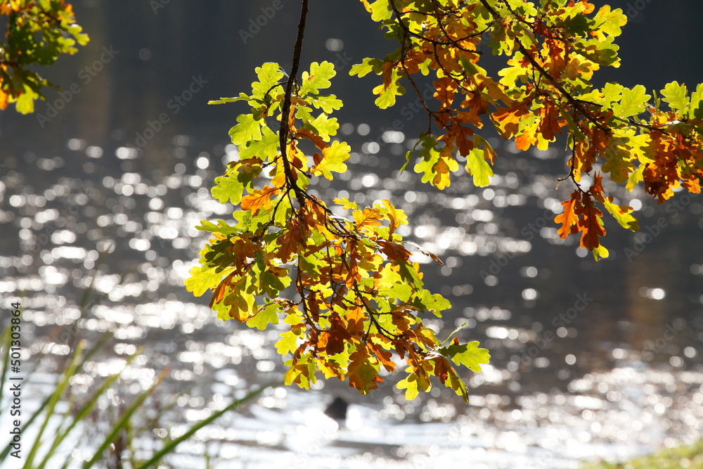 herbstlich bunt verfärbte Eichenblätter an Ästen an einem Gewässer herbstlich bunt verfärbte Eichenblätter an Ästen an einem Gewässer