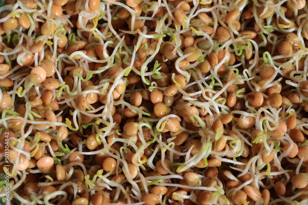Bonn Germany April 2022 germinated mountain lentils image closeup Bonn Germany April 2022 germinated mountain lentils image closeup