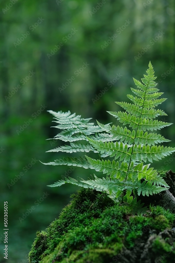fern leaves on mossy stump, natural green background. pure wild nature, environment, ecology concept. summer forest landscape
