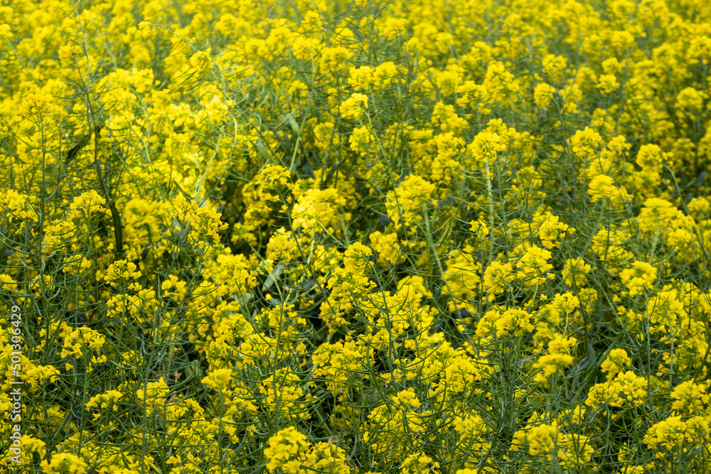Rapeseed fields in bloom during spring in Girona in Catalonia Rapeseed fields in bloom during spring in Girona in Catalonia
