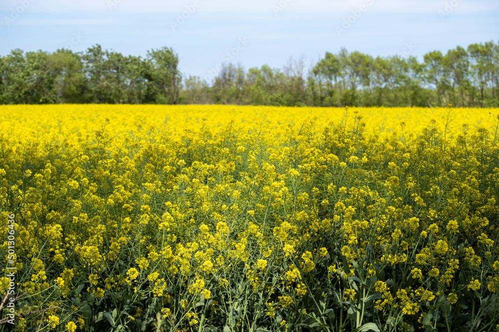 Obraz premium Rapeseed fields in bloom during spring in Girona in Catalonia