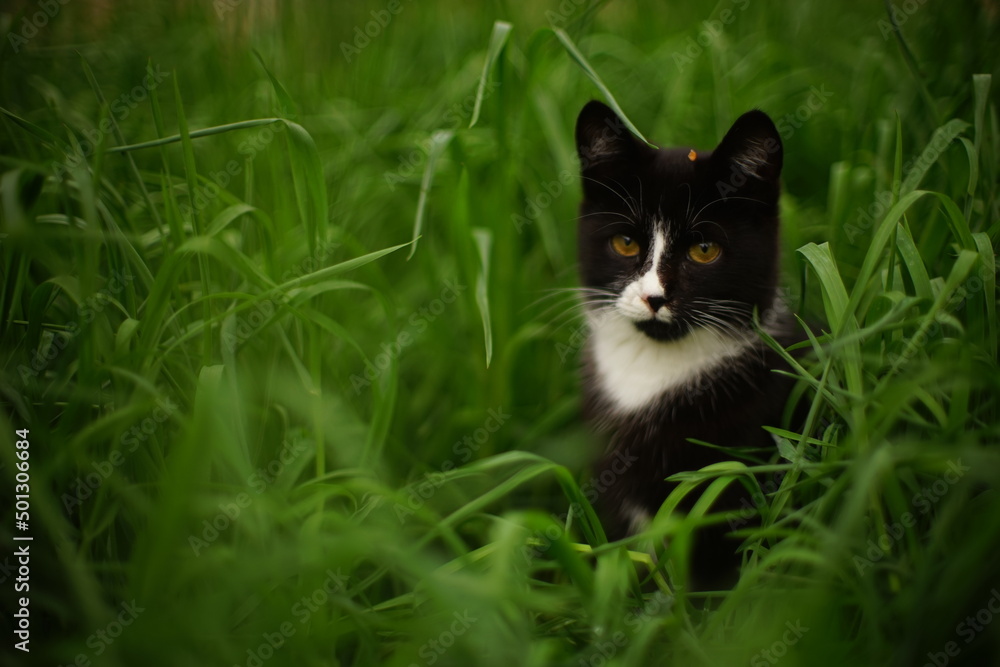 Young black white cat sits in tall green grass in a spring garden