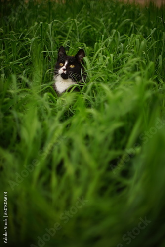 Black white cat sits in tall green grass and looks up to the sky.