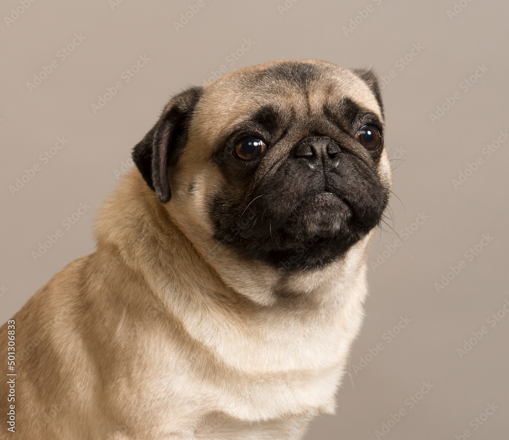 
pug with smart eyes looks with different emotions close-up portrait