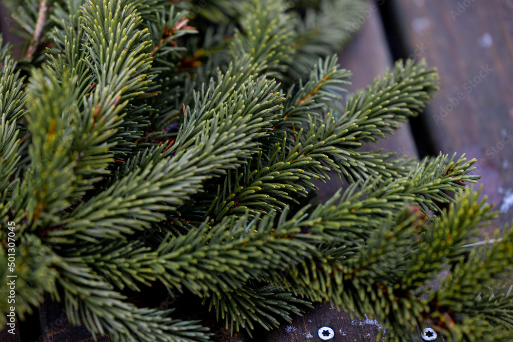 small pine tree on a wooden table small pine tree on a wooden table