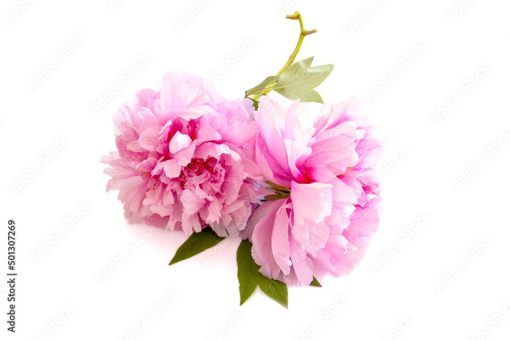 beautiful pink peony flowers isolated white background. spring concept.