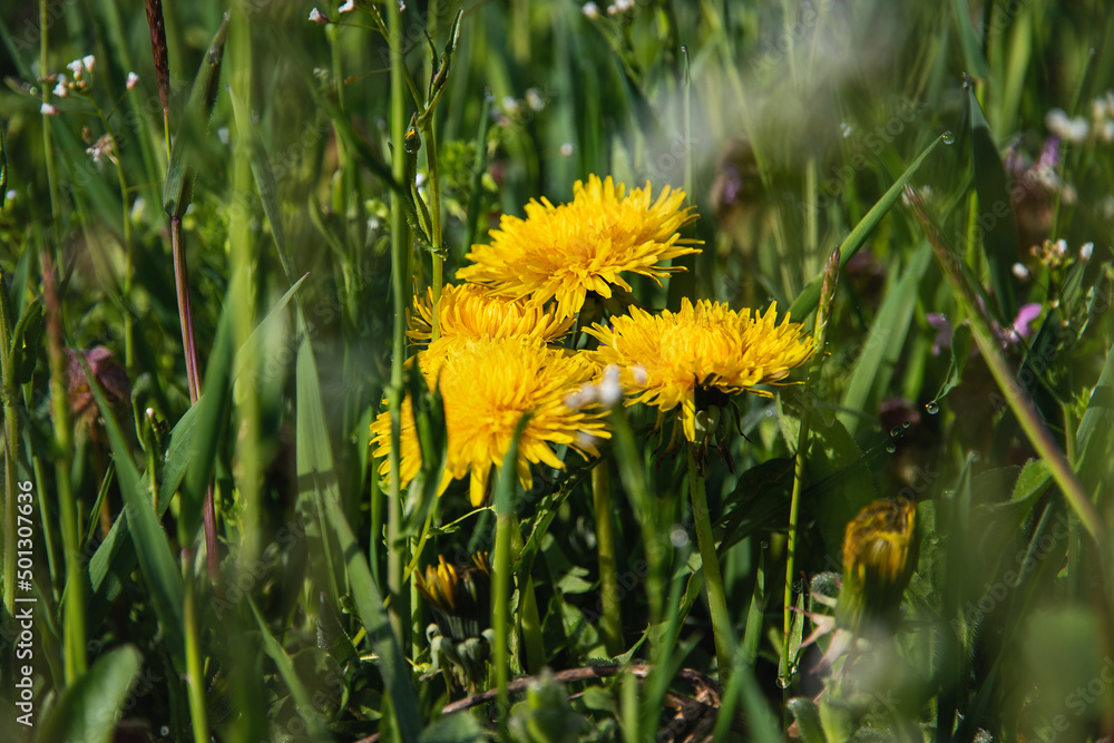 Yellow dandelions in the green grass on a sunny morning. Dandelion in the grass. Close-up. Spring Greens. Spring mood. Selective focus. Yellow dandelions in the green grass on a sunny morning. Dandelion in the grass. Close-up. Spring Greens. Spring mood. Selective focus.