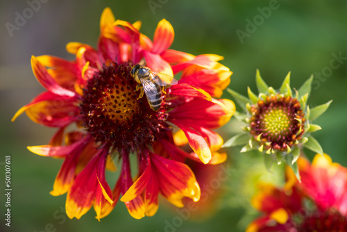 Biene auf Nektarsuche auf einer rot-gelben Blume