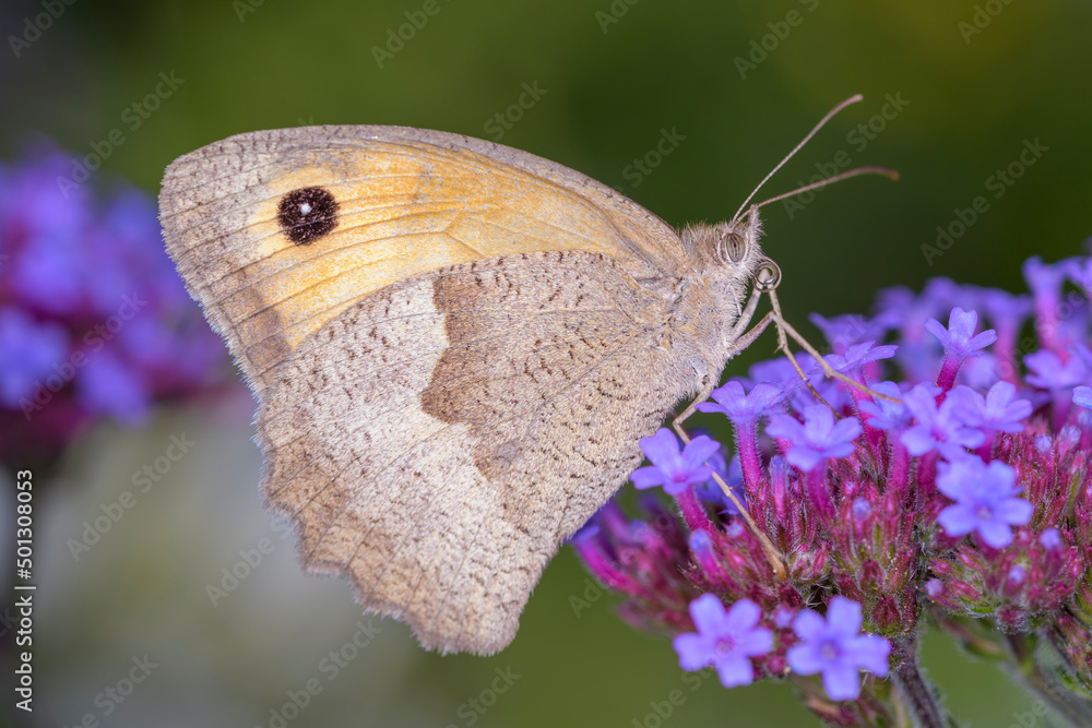 Fototapeta premium Meadow Brown butterfly - Maniola jurtina - resting on Verbena bonariensis