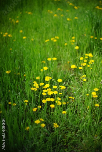 Green grass and yellow dandelion flowers in spring field