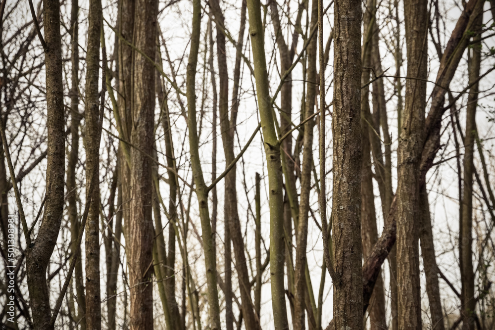 Woodland with bare trees in Cotswold, England Woodland with bare trees in Cotswold, England