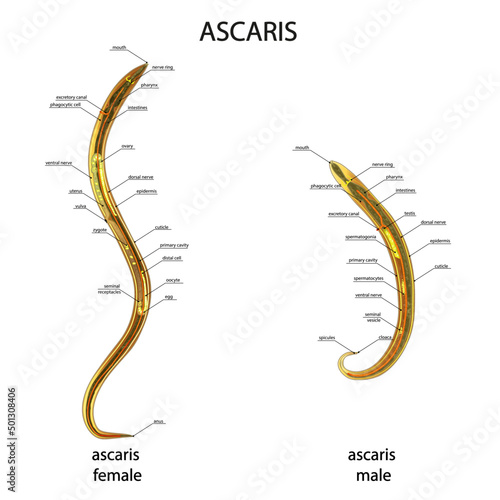 Ascaris anatomy of an adult. Male and female. The structure of the human roundworm. photo