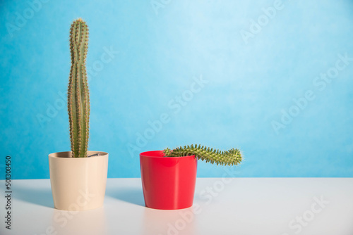 Two pots red and white with a large and a small cactus on a blue background. The concept of drugs to improve erection and libido. Viagra, men's health. Copy space for text