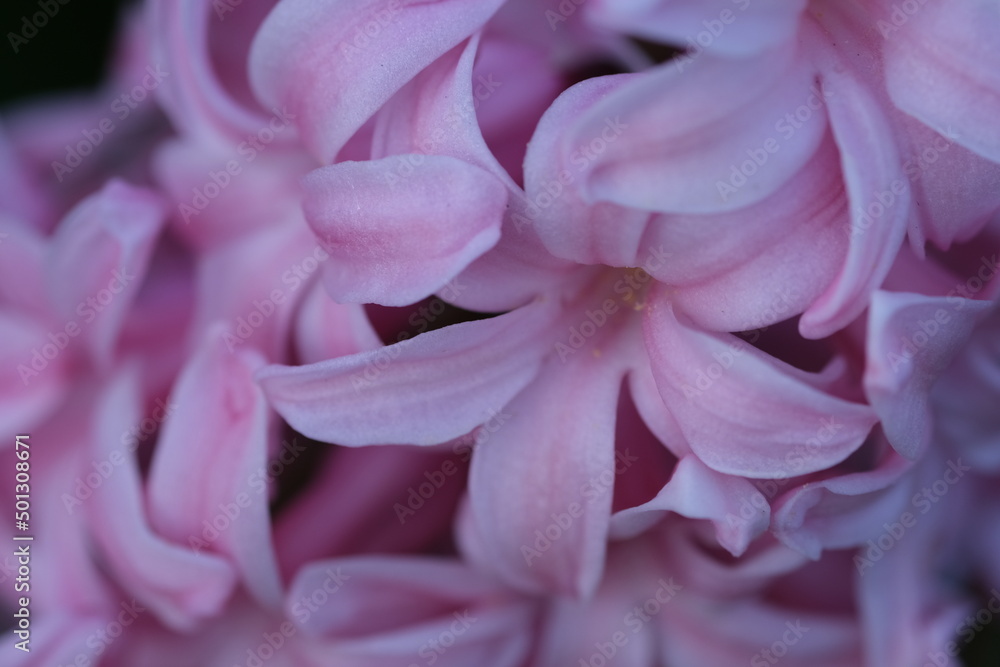 Beautiful pink hyacinths flowering. Pink hyacinths close up in sunny day in nature. Colorful natural spring landscape with with flowers, soft selective focus.