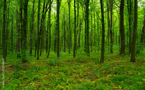 Forest trees in spring © Alekss