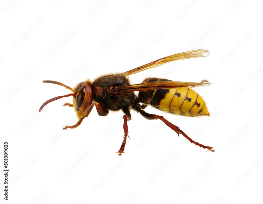 hornet isolated on white hornet isolated on white