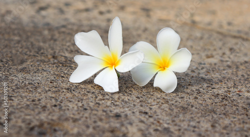 white flower Champa flower Frangipani flower falling on the floor