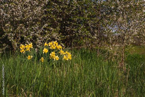 Beautiful yellow daffodils in the field. View of the yellow spring flowers of narcissus on the background of green meadow grass. Spring flowering of daffodils on a sunny day.