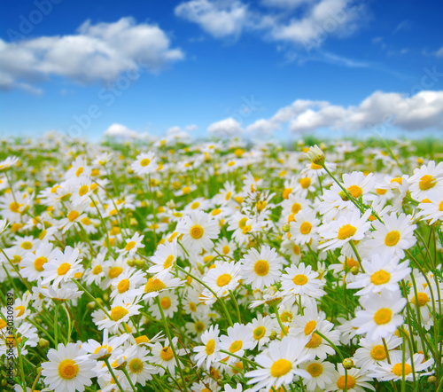 white daisies on blue sky