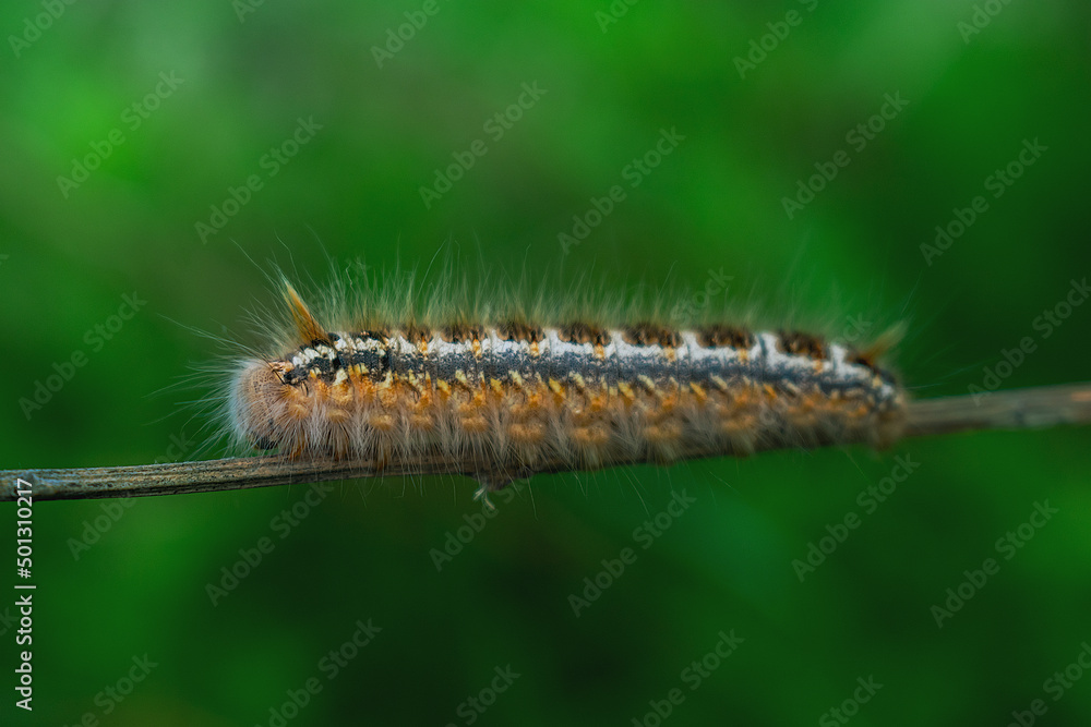 Caterpillar in the wild on the green background of the forest