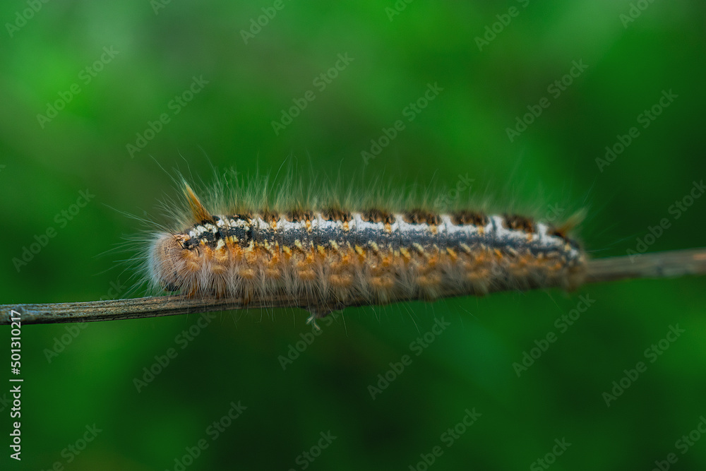 Caterpillar in the wild on the green background of the forest Caterpillar in the wild on the green background of the forest