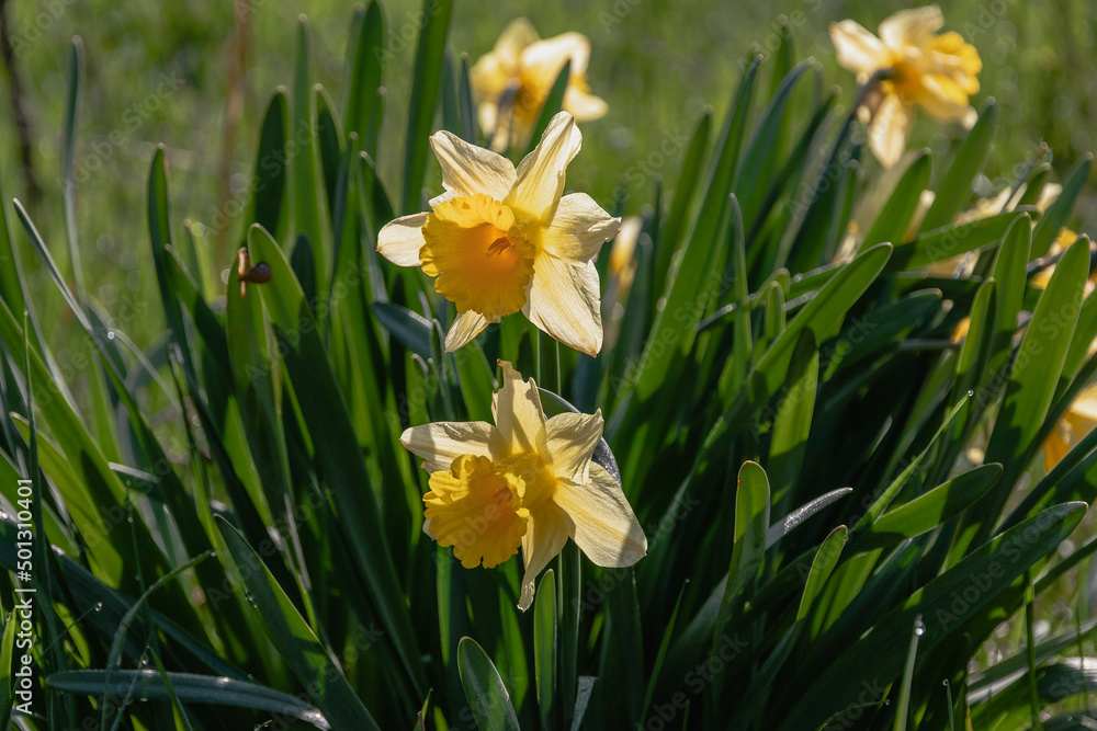 Yellow narcissus with a tubular core is one of the first spring flowers. Spring flowering of daffodils on a blurry background of green grass on a sunny day. Selective focus. Yellow narcissus with a tubular core is one of the first spring flowers. Spring flowering of daffodils on a blurry background of green grass on a sunny day. Selective focus.