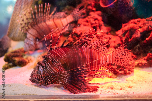 Red lion fish stay near the coral reef live in underwater