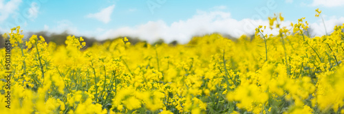 Flowering rapeseed with cloudy blue sky during springtime. Blooming canola fields  rape on the field in summer. Bright yellow rapeseed flowers