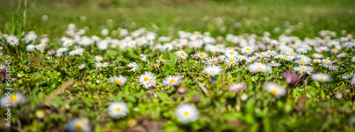 defocused spring - white daisies on the grass in a sunny field