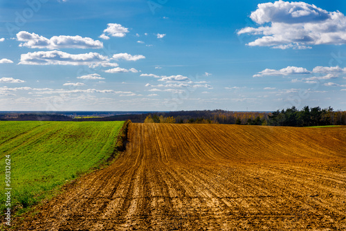 Widok na wiejskie wzgórza z dwoma polami złocistymi i zielonymi. Czas złotej godziny