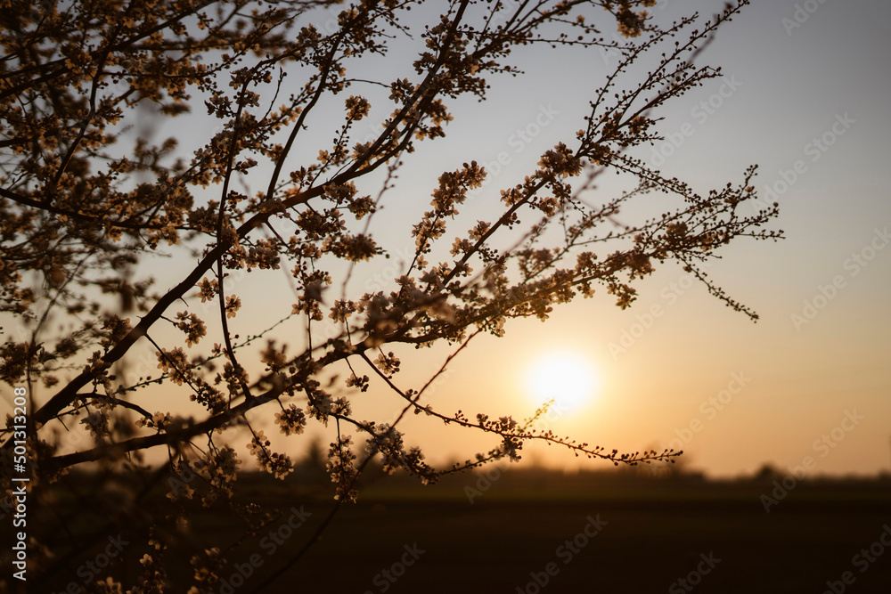 Fototapeta premium Fiori di ciliegio in silhouette al tramonto nella campagna piemontese, Italia
