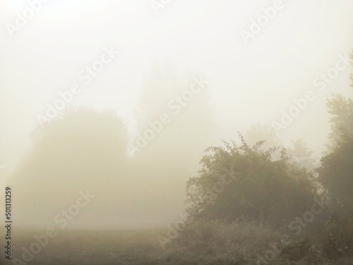 Mist in the forest. Sunrays behind the trees. Slovakia