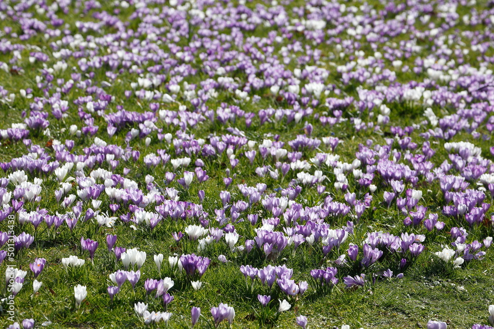 Blühende Krokusse, Close-Up, Deutschland, Europa Blühende Krokusse, Close-Up, Deutschland, Europa