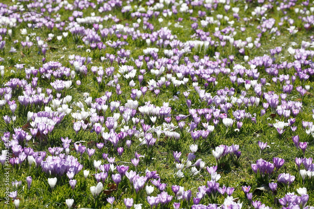 Blühende Krokusse, Close-Up, Deutschland, Europa Blühende Krokusse, Close-Up, Deutschland, Europa