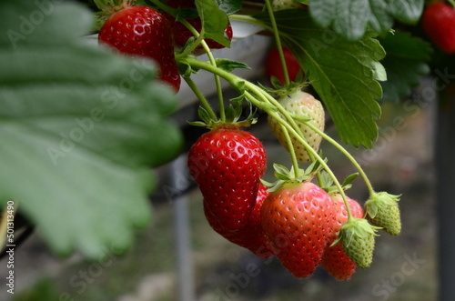 Red and green strawberries on the branches. Eco farm. Selective focus. Strawberry in greenhouse with high technology farming in UK. Agricultural Greenhouse with hydroponic shelving system.