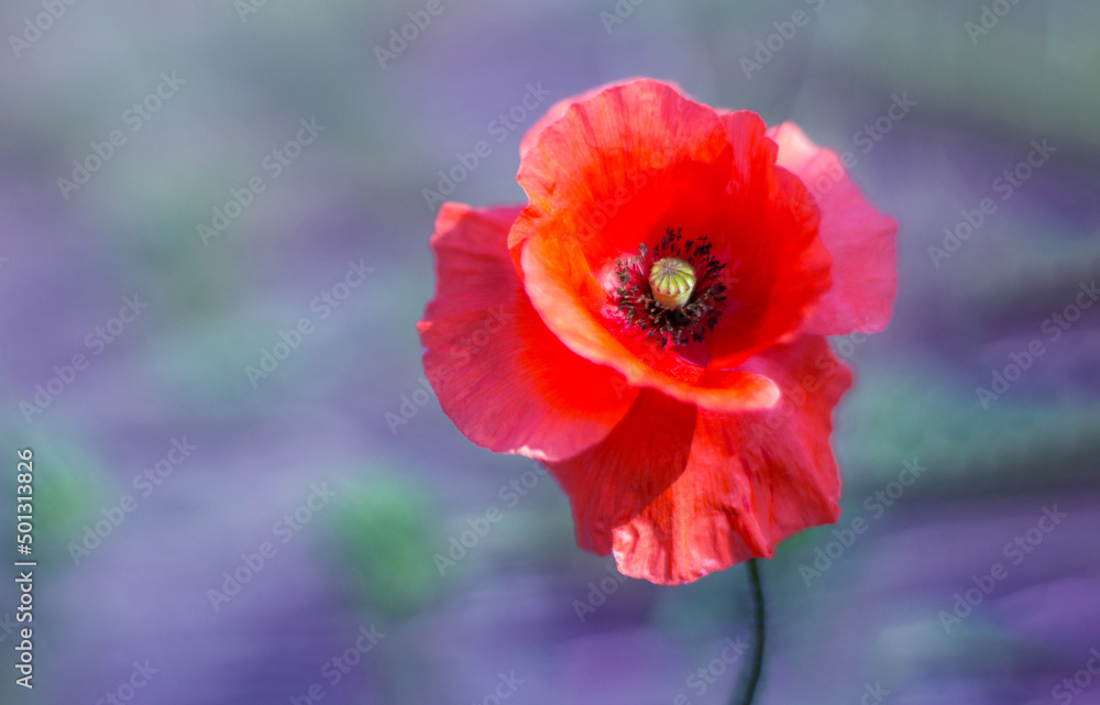 Red poppy on a purple background. A beautiful single wild flower Red poppy on a purple background. A beautiful single wild flower