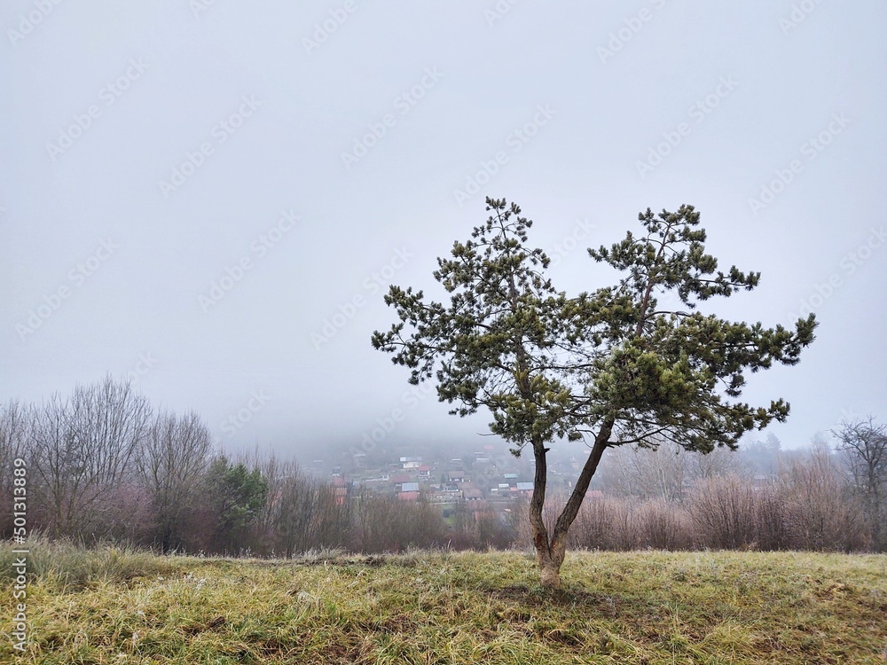 Fototapeta premium Mist in the forest. Sunrays behind the trees. Slovakia