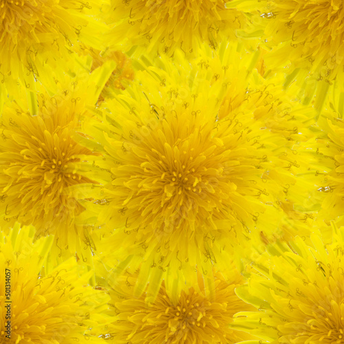 Yellow seamless spring background with dandelion flowers