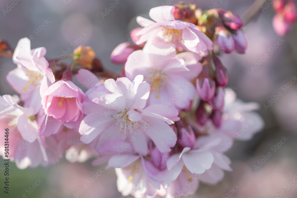 Sakura tree during spring season, Cherry blossom bloom Sakura tree during spring season, Cherry blossom bloom