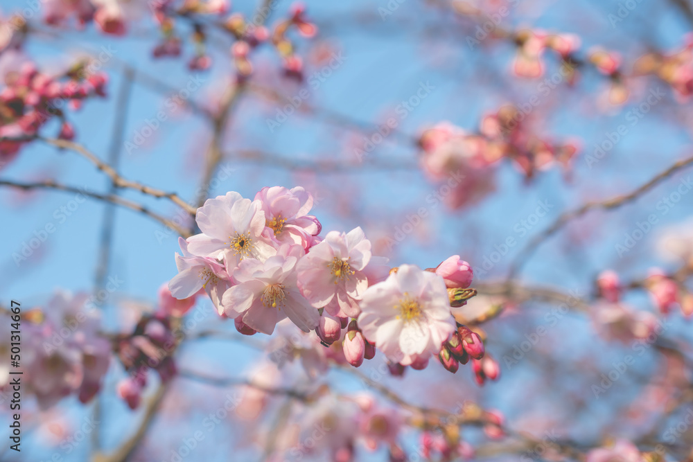 Sakura tree during spring season, Cherry blossom bloom