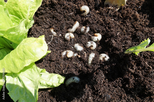 Larve, Engerling, Käferlarve, Schädling in der Landwirtschaft, 