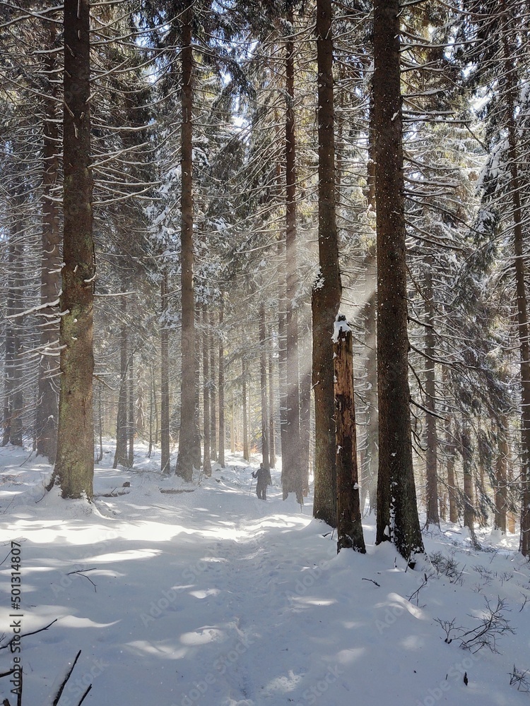Fototapeta premium Mist in the forest. Sunrays behind the trees. Slovakia