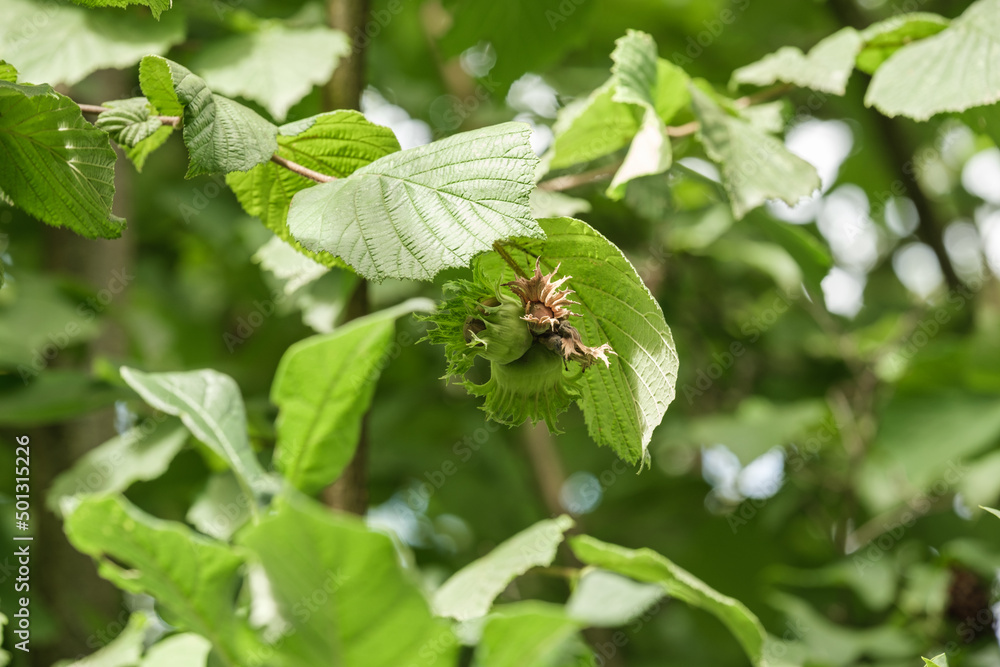 Haselnüsse zwischen grünen Blättern im Strauch / Baum Haselnuss und