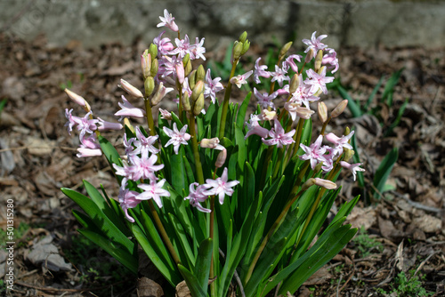 Pink hyacinth with green leaves grows in a flower bed. Beautiful spring flower