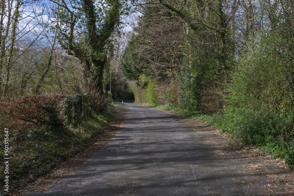 Narrow Roadway or Scottish lane set Between mature Trees and Hedgerows.